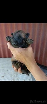 Belgický ovčiak malinois - 5