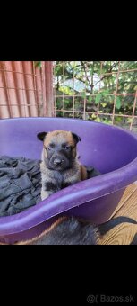 Belgický ovčiak malinois - 5