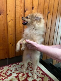 Pomeranian - 5