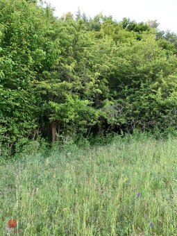 Predaj pozemku v prírode Jedľové Kostoľany - 5