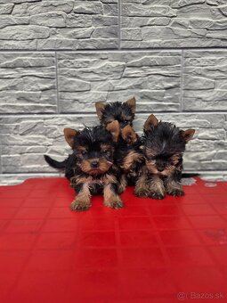 Yorkshirsky terier - 5