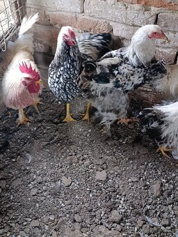 Brahmanka - wiandotka - 5