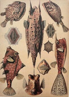 Nádherná séria encyklopédií - 5