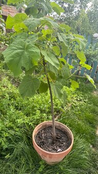 Paulownia(cisársky) strom - 5