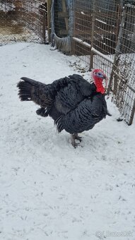 Predám živého moriaka - 5