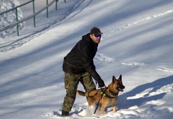 Ponúkam na krytie belgického ovčiaka Malinois - 5