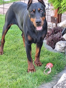 Doberman na krytie - 5