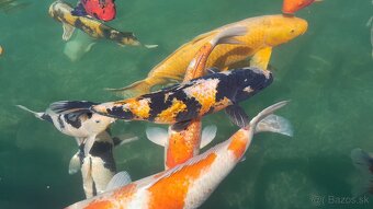 Koi kapre - 5