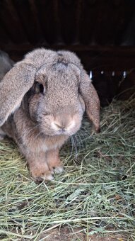 Francúzsky baran - 5