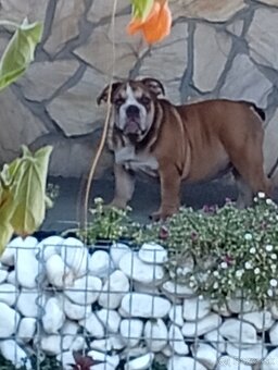 Anglicky buldog - 5