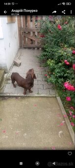 Jazvečík štandardný - 5