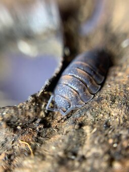 Isopod / Isopody - 5