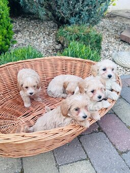 Maltipoo,pudel,maltezak - 5