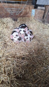 Kune kune - 5