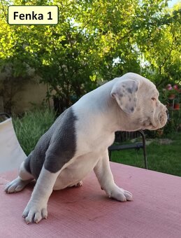 American bully XL, Americký stafordsirsky terier, - 5