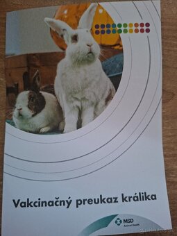 Zakrsly králik levík s modrými očkami - 5