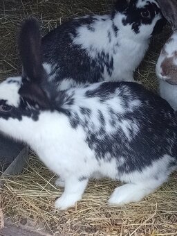 Zajace Samičky a samce - 5