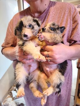 Border collie kiskutyák eladók - 5