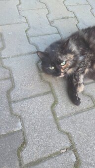 Darujeme 6-mesačné mačiatka - 5