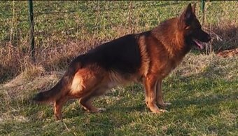 Nemecký ovčiak s PP - 5