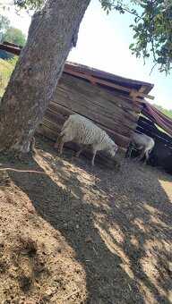 Oueessant Sheep / Mini-Ovečka / Ovca - 5