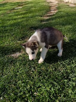 Sibirsky husky - 5