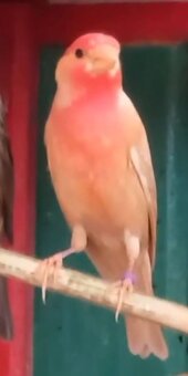 Predám kanáriky a hýle mexické - 5