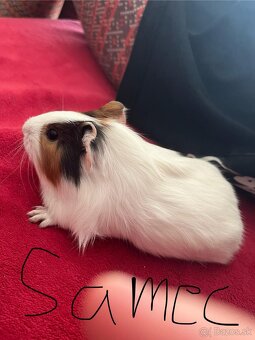 Morské prasiatka - 5