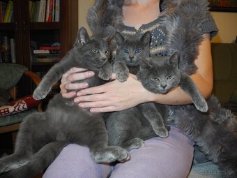 Darujem mačiatka - 5