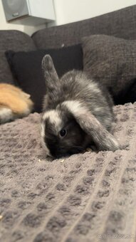 Zakrsnutý kralik baranček - 5