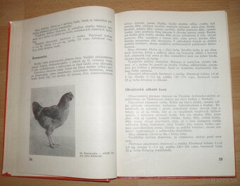 Najvýkonnejšie plemená a typy hydiny - 5