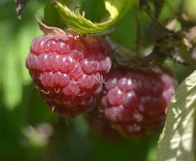 Maliny - žlté, oranžové, červené, fialové, čierne - 5