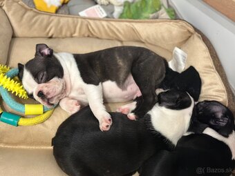 Boston Terrier - 5
