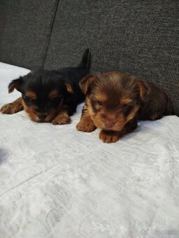 Yorksirsky terrier, Yorkshire teriér, Čoko York - 5