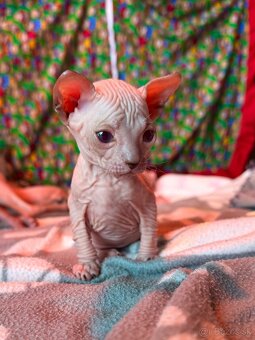 Don Sphynx s PP - 5