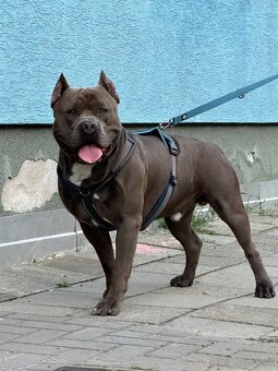 American Bully XL - krytí - 5