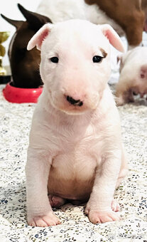 Bullterrier, Bullterier, Bulterier - 5