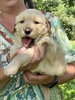 Čistokrvné šteniatko zlatý retriever, psík - 5