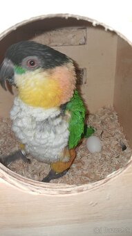 Amazonik ciernotemenny - 5