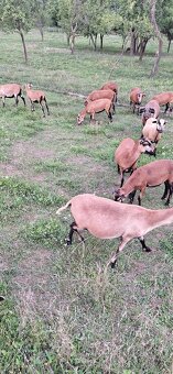 Predam kamerunske ovce. - 5