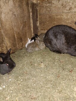 Predám králiky - 5