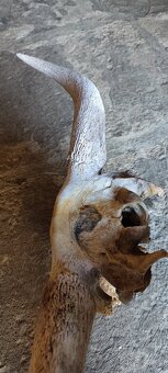 Predám byk parožie - 5