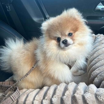 Pomeranian mini - 5