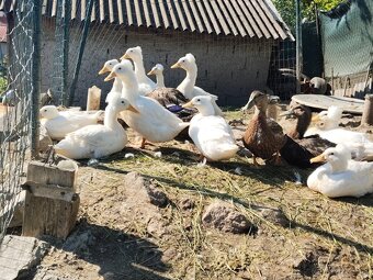 Predám gazdovske kačice - 5