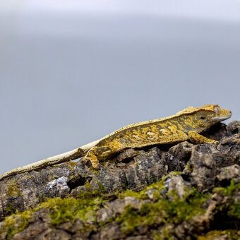 Pagekón riasnatý z chovu GeckoSVK - 5