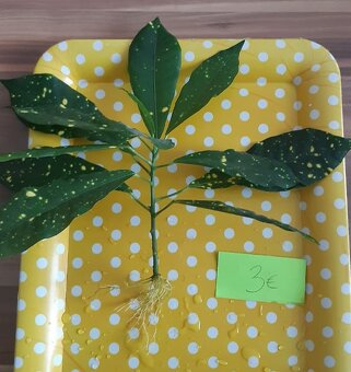 Zakorenené izbove rastliny - 5