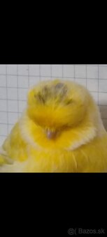 Kanariky Norwich - 5