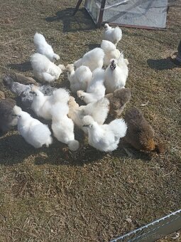 Predám nasadove vajíčka hodvabnicky - 5