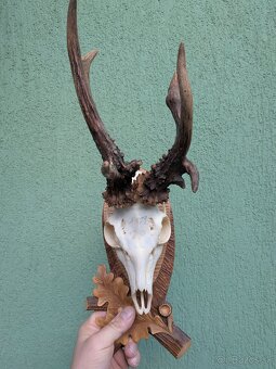 Zhody,parohy,parožie, trofej - 5