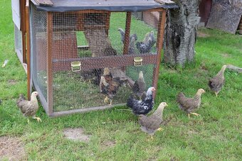 Prenosná voliéra s kurínom - 5